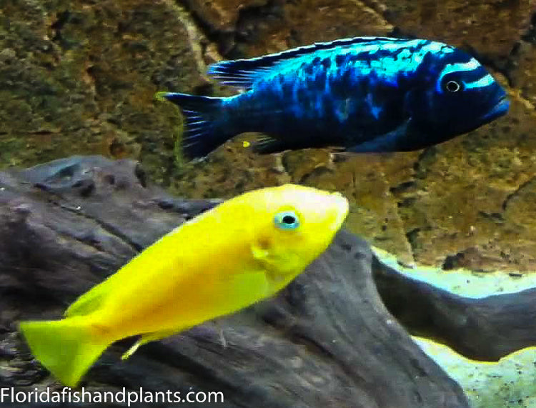 msobo magunga cichlid