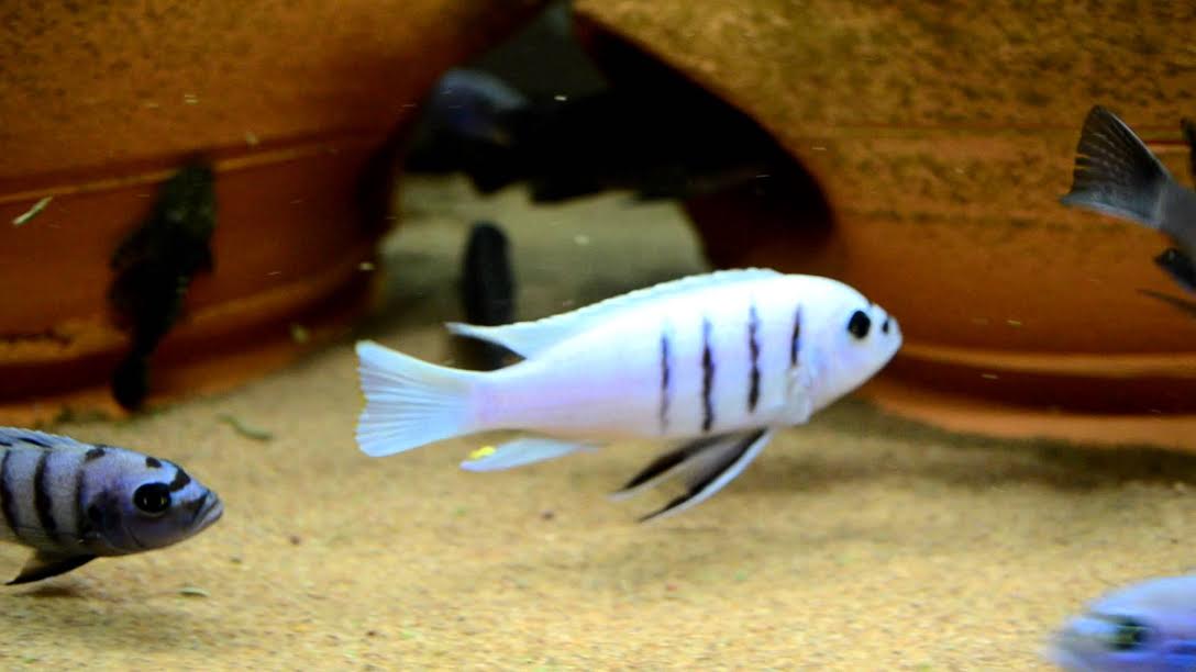 white top hara cichlid