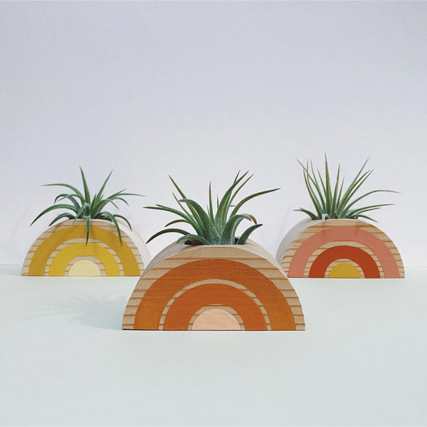RAINBOW AIR PLANT HOLDER