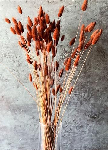 burnt orange bunny tail grass