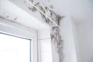 mold window water damage