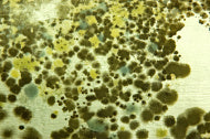 mold at home and office
