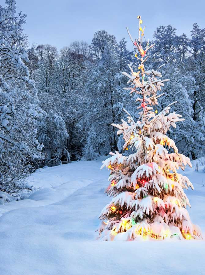 christmas tree lights snow background