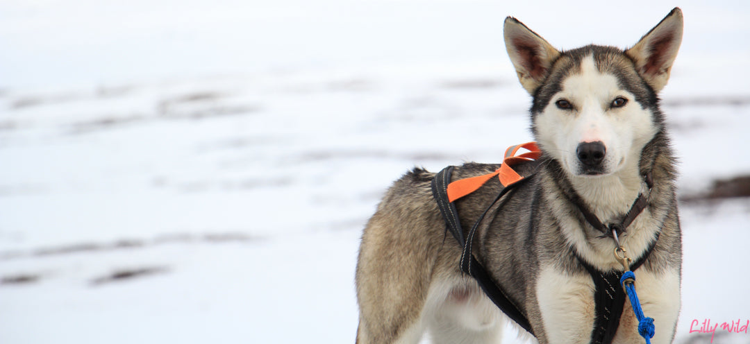 Lilly Wild - Armadillo Merino® Champion - dog sled