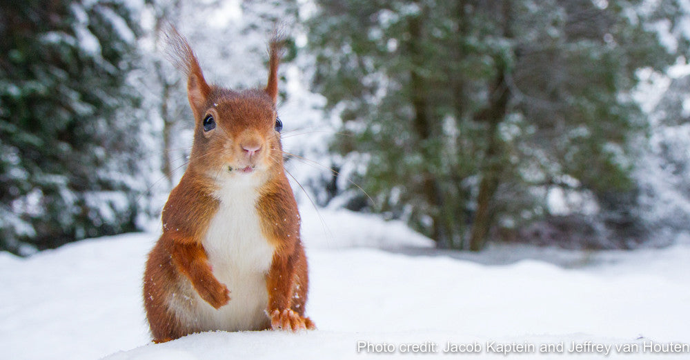 The cheeky squirrel