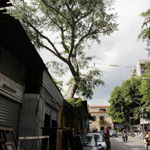 Trees grow through stalls in Palermo's Flea Market