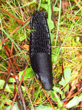 slug like those used for testing