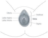 Anatomical illustration of female genitals