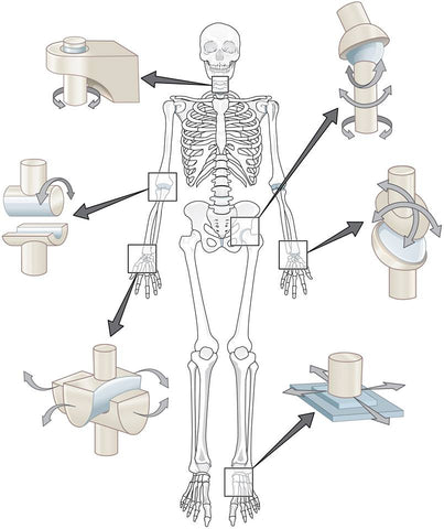 Sistema oseo y tipos de articulaciones