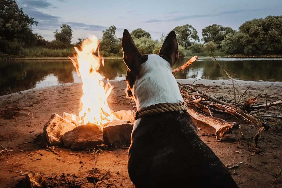 Dog sitting next to campfire next to water.