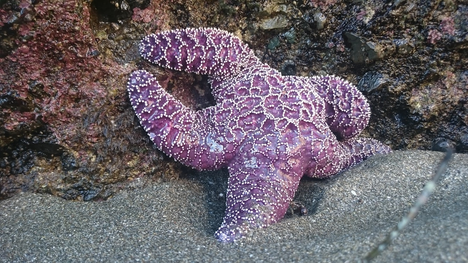 Six Amazing Hikes in Washington State - Shi Shi Beach Star Fish