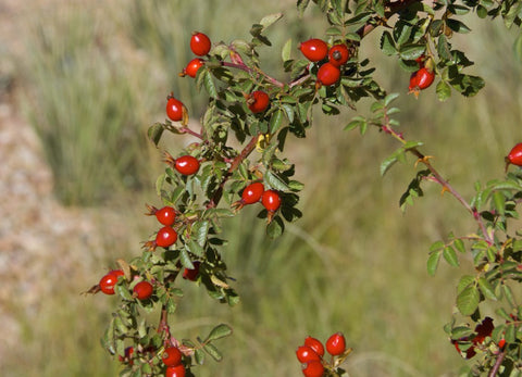 rosa rubignosa for rosehip seed oil blog by orli natural and organic beauty australia