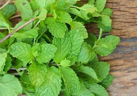 peppermint essential oil benefits and uses orli
