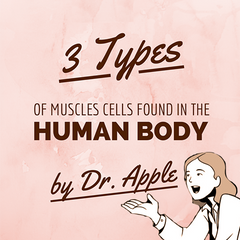 3 types of muscles