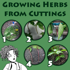 growing herbs from cuttings