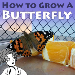 How to grow a butterfly