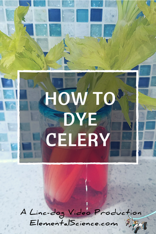 The prairie dog is jealous and so we are sharing his How to Dye Celery video