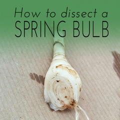 How to dissect a spring bulb