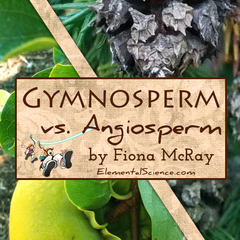 Gymnosperm vs. Angiosperm