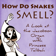 How Do Snakes Smell: The Jacobson Organ