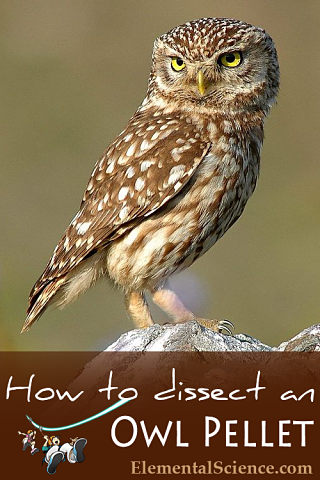 How to do your own Owl Pellet Dissection