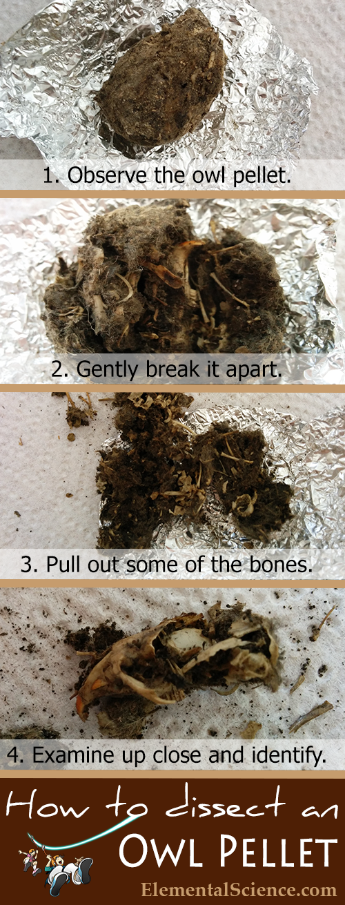  How to do your own Owl Pellet Dissection
