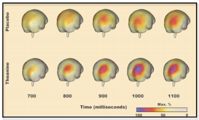 L-theanine brain imaging showing increased alpha waves improving cognitive performance.