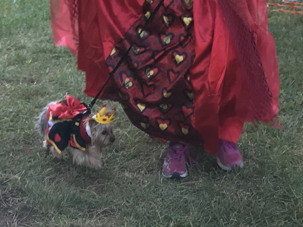 Nan's Little Dog modeling queen of hearts pet costume at dog competition