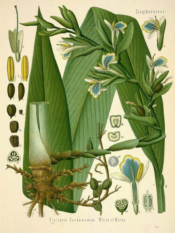 Cardamom Pods Scientific Drawing