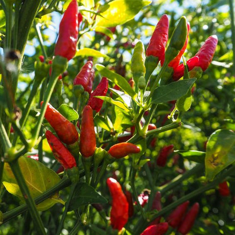 Chilli Plant with Red Peppers