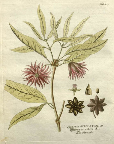 Star Anise medical drawing