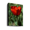 red tulip