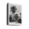 Vintage Palm Tree Drawing V