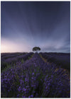 The tree and the lavender