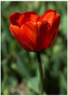 red tulip