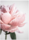 Peony 3