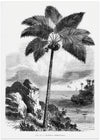 Vintage Palm Tree Drawing I