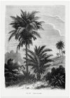 Vintage Palm Tree Drawing V