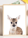 Baby Deer - Plakatbar.no