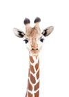 Baby Giraffe - Plakatbar.no
