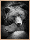 Bear - Blue Eyes Poster - Plakatbar.no