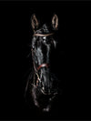 Black andalusian horse - Poster - Plakatbar.no