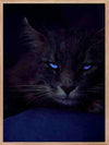 Cat - Blue Eyes Poster - Plakatbar.no