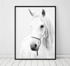 Hest - Black And White Poster - Plakatbar.no