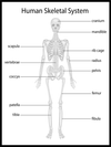 Human Skeleton Poster - Plakatbar.no