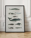 Vintage Whale Poster