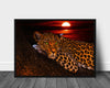 Leopard i solnedgang poster - Plakatbar.no