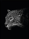 Leopard - sort bakgrunn - Plakat - Plakatbar.no