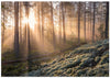 Fog in the forest with white moss in the forground