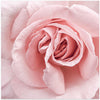 Pink Rose